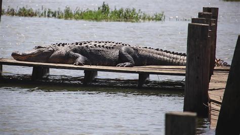Native fish, reptiles, and even alligators are on display at a private attraction. . Are there alligators in lake granbury